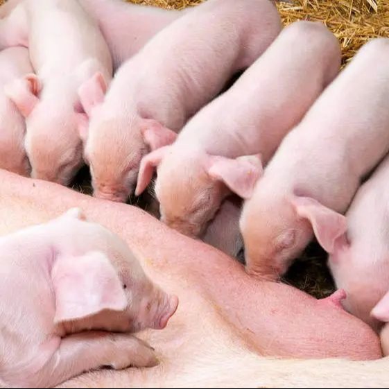 母猪分娩时需注意的十二个要点，值得收藏！