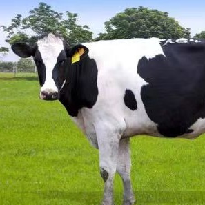 肌内脂肪沉积的影响因素之——断奶年龄