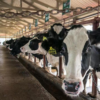 肌内脂肪沉积的影响因素之——屠宰体重和环境