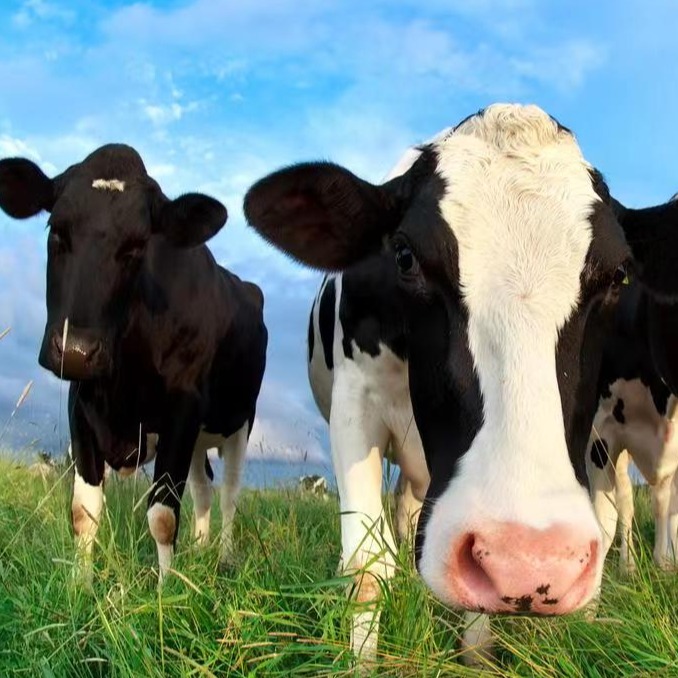 肌内脂肪沉积的影响因素之——营养因素