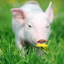 圆环病毒病与过敏性皮炎：关键鉴别要点与防治对策