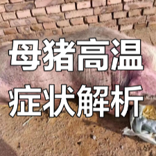猪发烧了怎么办？对照这张“四级温度表”，轻松搞定不同等级发热