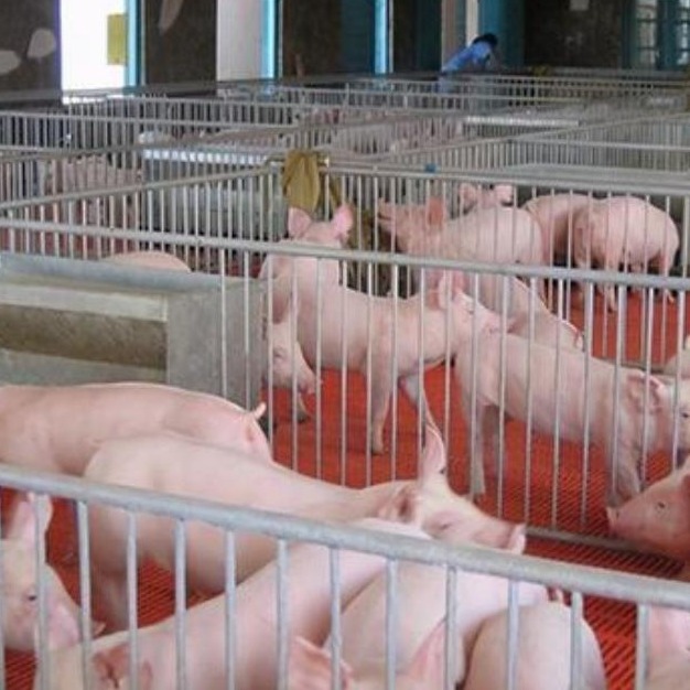 导致蓝耳免疫失败的4大原因及对策