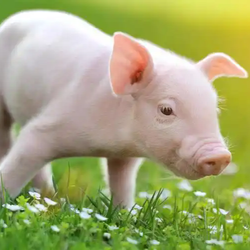 猪耳坏死综合征的临床与防治策略