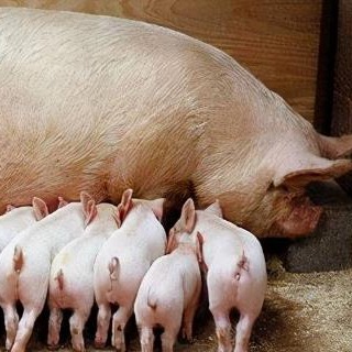 猪场产房常见的管理漏洞，您有几个？