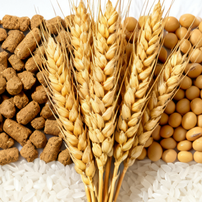 2025年11月全球小麦玉米大豆大米供需形势分析