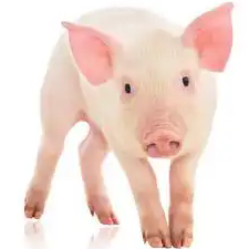 猪场死胎头号元凶？最易被忽视的疫苗，2胎3次才能防住！