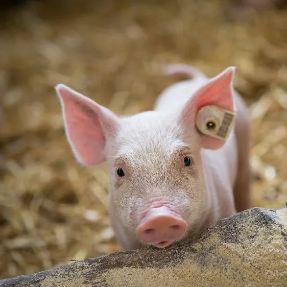 11月20日猪价：再涨！大面积飘红，这波涨势稳了？