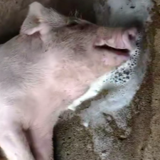 猪只死亡后口鼻有泡沫与血水，绝非仅传胸一病！