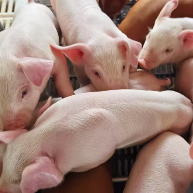 规模猪场定义：标准迭代与时代适配