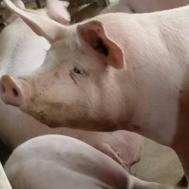 从急性猝死到慢性消瘦，猪胸膜肺炎放线杆菌的剖检诊断流程