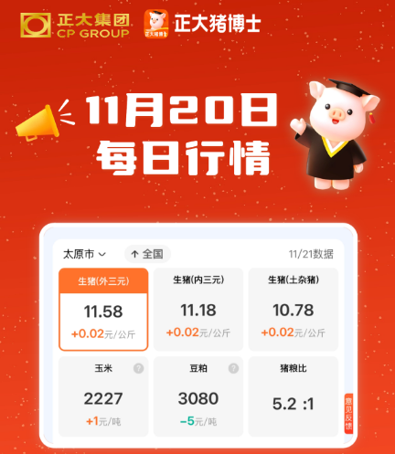 11月21日涨不停！猪价持续飘红！