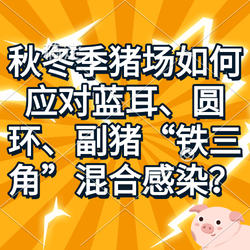 秋冬季猪场如何应对蓝耳、圆环、副猪“铁三角”混合感染？