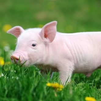 母猪过肥=利润流失：隐形的成本黑洞与繁殖效率降低