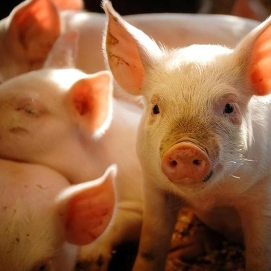 大肥存栏依旧偏高〡15家上市猪企养猪成本分析