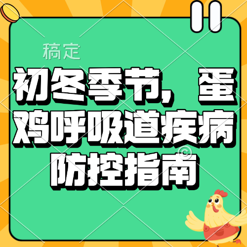初冬季节，蛋鸡呼吸道疾病防控指南