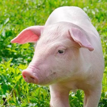 担心豆粕掺假白花钱？这几招一学就会，轻松识破假豆粕！养殖户必看！