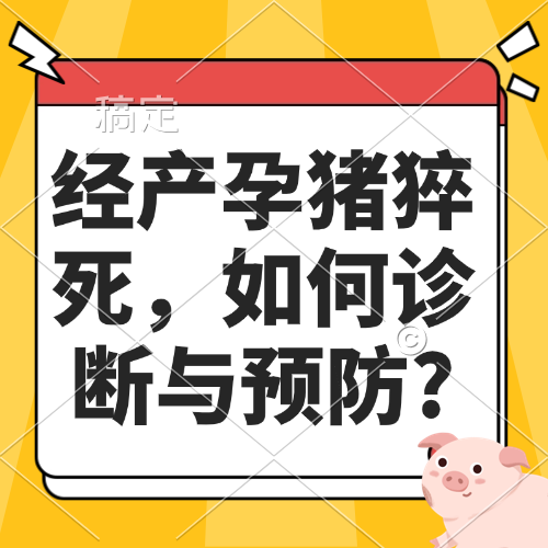 经产孕猪猝死，如何诊断与预防?