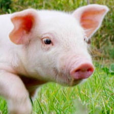 仔猪补铁过敏的是啥原因？如何防治？