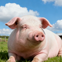 10多类猪场常见兽药针对症状及实用方法！