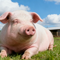 母猪便秘，这是繁殖能力下降的前兆！