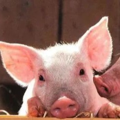 呼吸困难的猪，第一针没打好，死亡率超过一半怎样轻松解决？