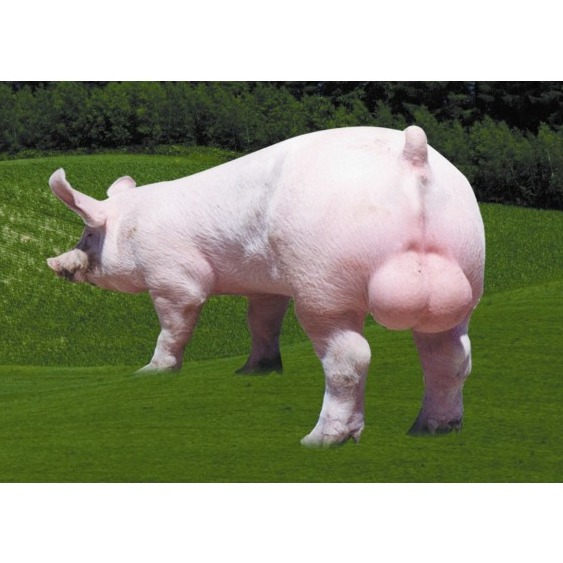 如何正确使用公猪和挑选公猪？