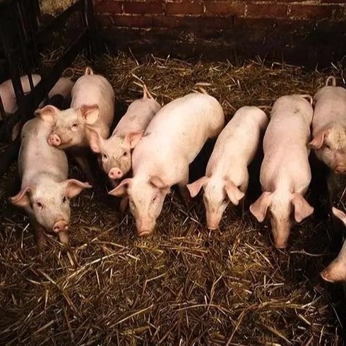 现代养猪10大新技术，你知道几个？