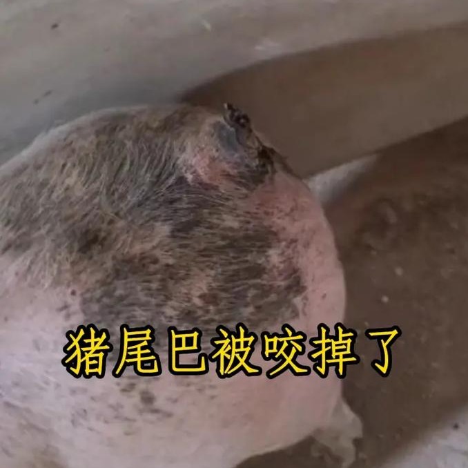 猪咬尾怎么有效进行管理？