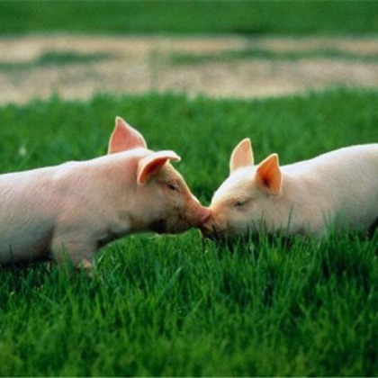 为什么有的猪会“打针就死”？