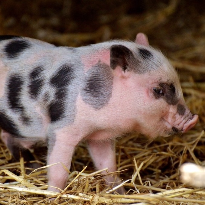 外购猪苗选不对，养猪全白费！