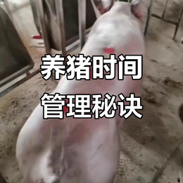 蓝耳净化为什么要从后备猪流开始？