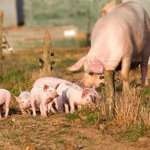 利好！10月末能繁母猪存栏降至4000万头以下