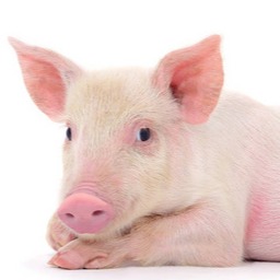 【明日猪价】2025.11.25：猪价多地开始上涨！！！