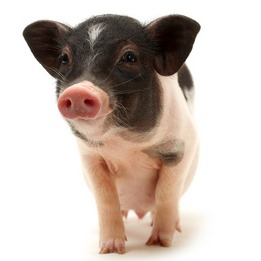 养猪“去产能”进入深水区：政策发力+市场倒逼，行业正迎格局重构