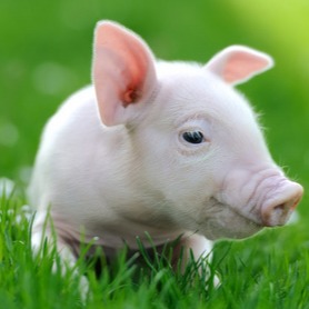 已降至4000万头以下！全国稳定畜牧业生产工作推进会释放强信号！养殖人该抓哪些机遇？