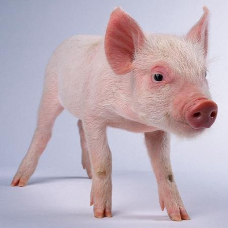 养猪场7种急救措施，应激，胀气，假死等等条条都救命