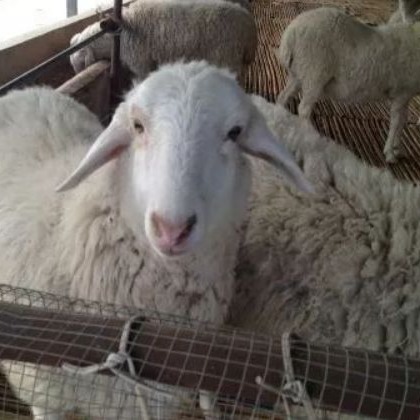 羊群防病治病要坚持“三注意”