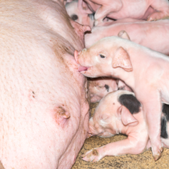 能繁母猪时隔17个月重返4000万头以下，产能与猪价的“双向奔赴”！