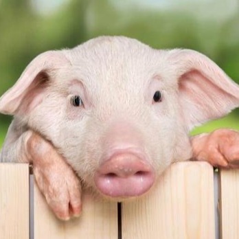 猪寄生虫防控最全指南，建议收藏！