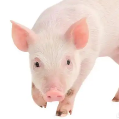 猪价迎来重要转折点！消费回暖正推动行情进入“筑底回升”新周期