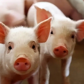 养殖端待价而沽叠加寒潮提振需求 猪价存止跌反弹机会