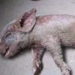 仔猪油皮病怎么治？这三位兽医给了这几套方案.....