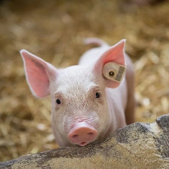 【猪价】2025.11.24福建各地区每日最新猪价