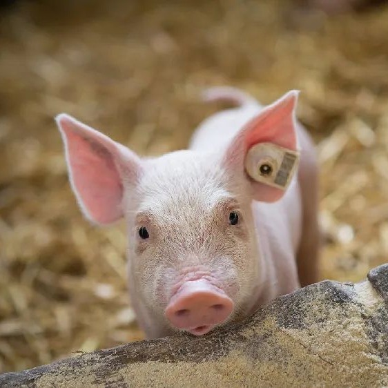 明日猪价 | 2025.11.25日~全国各地最新猪价（猪价已更新！）