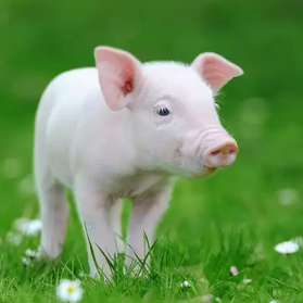 冬季猪舍保温与通风矛盾破局：巧解两难，双管齐下保健康