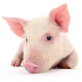 猪场口趾疫防控难点剖析，与高效消毒的关键选择