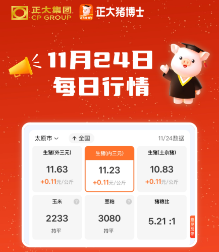 11月24日 震荡盘整!全国猪价涨跌两难!后市走势如何? 