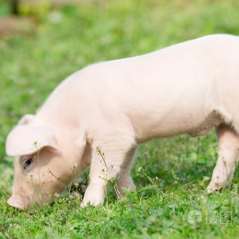 重大利好！农业农村部再出手加强生猪产能综合调控，10月末能繁母猪降到4000万头以下