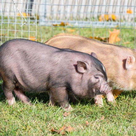 已降至4000万头以下！全国稳定畜牧业生产工作推进会释放强信号！